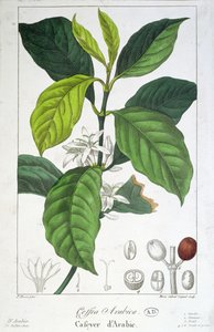 Coffea Arabica (Kaffe) graveret af Maria Gabriel Cogniet